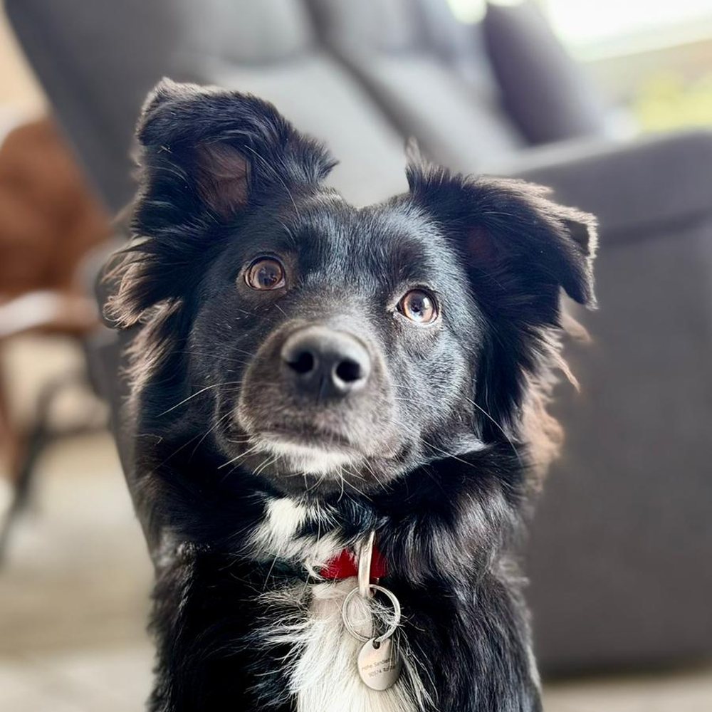 Flavia, Buerohund bei CarePoint