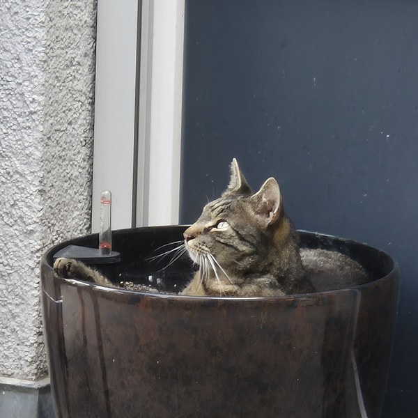 Sylvester, Hauskatze der CarePoint Residenz