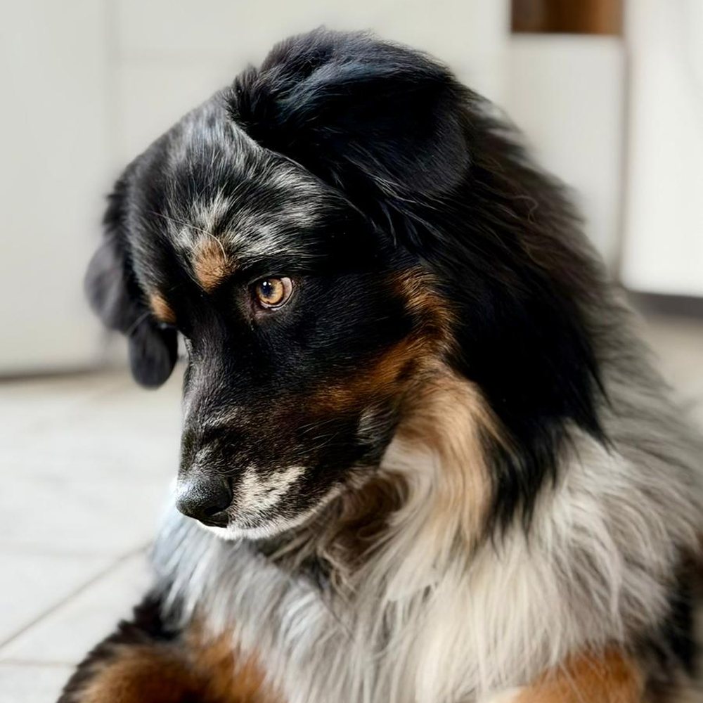 Titus, Buerohund bei CarePoint